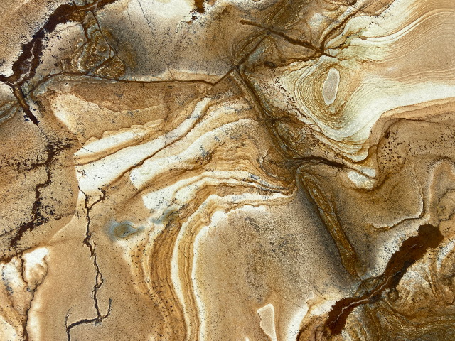 Palomino