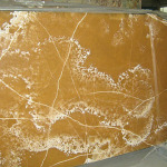 Onyx Miele Sunny